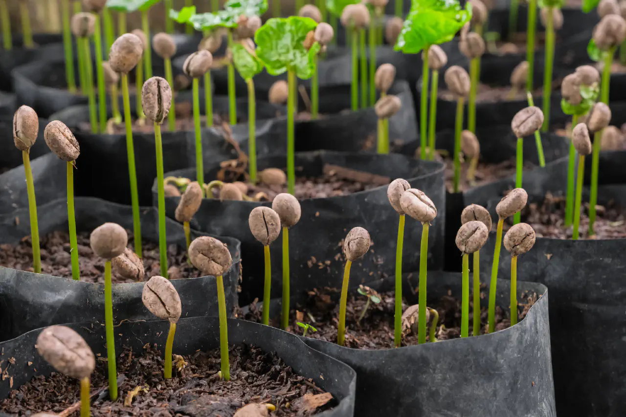 The Fifty Shades of Regenerative