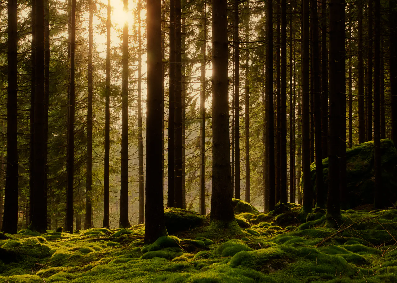 A New Charter for the Forest