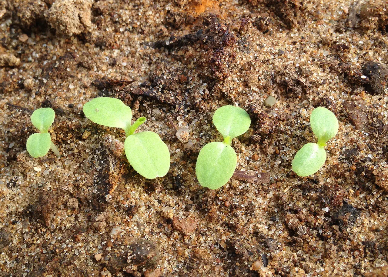 Re-Valuing Our Roots